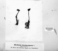 Auriscalpium vulgare image